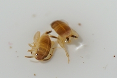 Myrmecophilus
