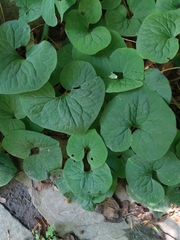 Asarum canadense