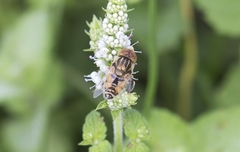 Eristalinus megacephalus