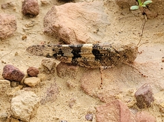 Trimerotropini