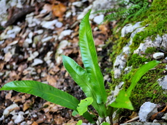 Asplenium scolopendrium