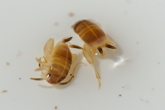 Myrmecophilus