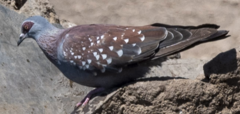 Columba guinea