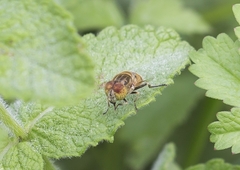 Eristalinus megacephalus