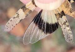 Trimerotropini