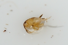 Myrmecophilus