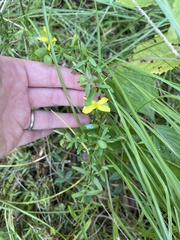 Hypericum suffruticosum