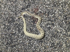 Crotalus scutulatus