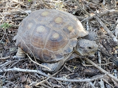 Gopherus berlandieri