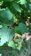 Ampelopsis glandulosa