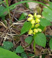 Lamium galeobdolon