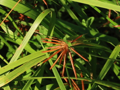 Lotus uliginosus