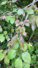 Cornus racemosa