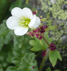Saxifraga cernua