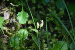Gentianella amarella