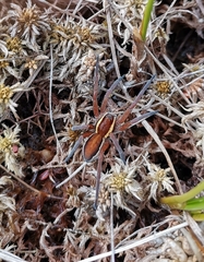 Dolomedes fimbriatus