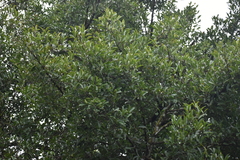Garcinia gummi-gutta