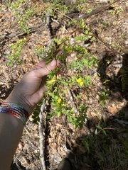 Hypericum suffruticosum