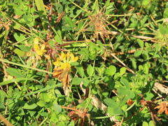 Lotus uliginosus