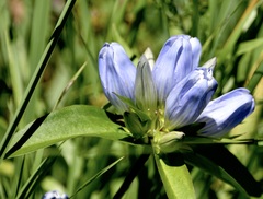 Gentiana × pallidocyanea