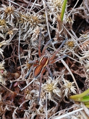 Dolomedes fimbriatus