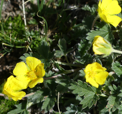 Potentilla nivea