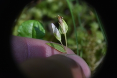 Gentianella amarella