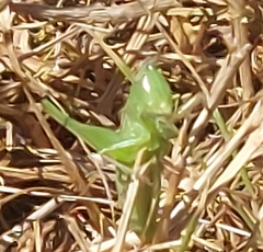 Dichromorpha viridis