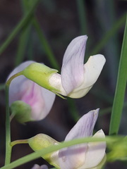 Lathyrus graminifolius