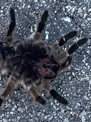 Theraphosinae