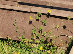 Lotus uliginosus