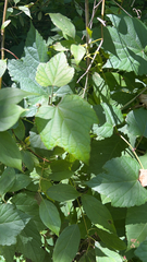 Ampelopsis glandulosa