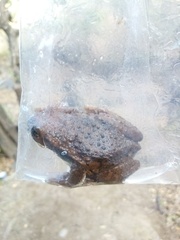 Trachycephalus vermiculatus