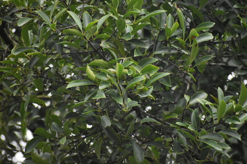 Image of Garcinia gummi by (c) Gannu03, some rights reserved (CC BY-SA)