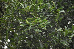 Garcinia gummi-gutta