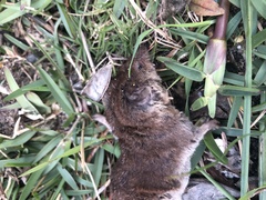Crocidura