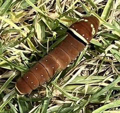 Papilio multicaudata