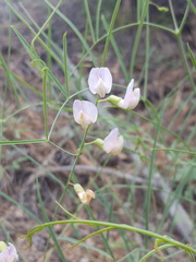 Lathyrus graminifolius