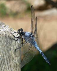 Orthetrum cancellatum