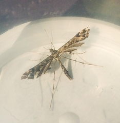 Amblyptilia pica