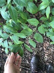 Vincetoxicum rossicum