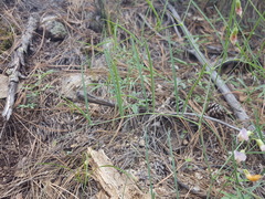 Lathyrus graminifolius