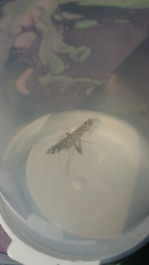 Amblyptilia pica