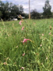 Oenothera podocarpa