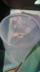 Amblyptilia pica
