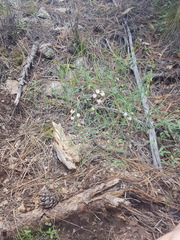 Lathyrus graminifolius