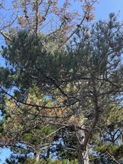 Pinus radiata