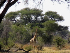 Giraffa camelopardalis angolensis