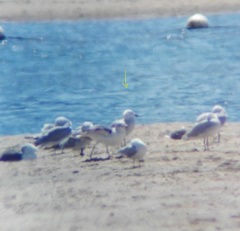 Ichthyaetus audouinii