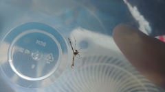 Amblyptilia pica